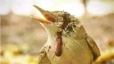 قصة الطائر وسيدنا سليمان